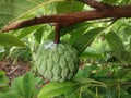 Green Custard Apple Fruit with small rain droplets