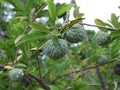 Green custard apple