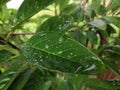 Green custard apple leave / leaves / leaf / leafs with Water droplets / drop / droplet Closeup Royalty Free Stock Photo