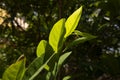 Green custard apple leaves