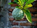 Green custard apple