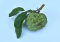 Green Custard Apple or Sugar Apple with Leaves.