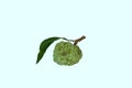 Green Custard Apple or Sugar Apple with Leaf. Royalty Free Stock Photo