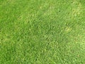 Green cut grass in spring. Football or soccer field green grass background.