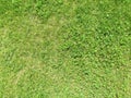 Green cut grass in spring. Football or soccer field green grass background.