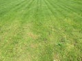 Green cut grass in spring. Football or soccer field green grass background.