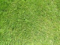 Green cut grass in spring. Football or soccer field green grass background.