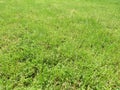 Green cut grass in spring. Football or soccer field green grass background.