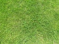 Green cut grass in spring. Football or soccer field green grass background.