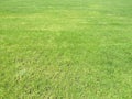 Green cut grass in spring. Football or soccer field green grass background.