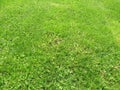 Green cut grass in spring. Football or soccer field green grass background.