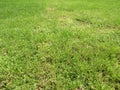 Green cut grass in spring. Football or soccer field green grass background.