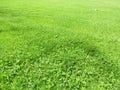 Green cut grass in spring. Football or soccer field green grass background.