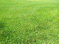 Green cut grass in spring. Football or soccer field green grass background.