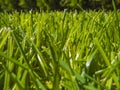 Green cut grass in spring.