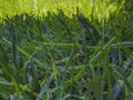 Green cut grass in spring.