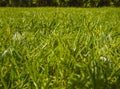 Green cut grass in spring.