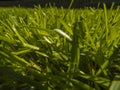Green cut grass in spring.