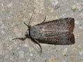 Green Cutworm Moth (Anicla infecta) dorsal view on a cement wall. Royalty Free Stock Photo