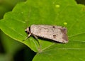 Green Cutworm Moth (Anicla infecta) on a leaf in Houston, TX side view. Royalty Free Stock Photo