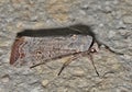 Green Cutworm Moth (Anicla infecta) side view on a cement wall. Royalty Free Stock Photo