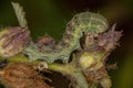 Green Cutworm Moth Caterpillar Royalty Free Stock Photo