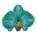 Green  cyan  brown orchid flower isolated white background with clipping path. Flower bud close-up. Royalty Free Stock Photo