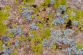 Green and cyan lichen on rock Royalty Free Stock Photo