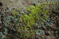 Green and cyan lichen on rock texture Royalty Free Stock Photo