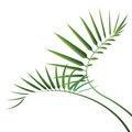 Green cycad leaf isolated on white background Royalty Free Stock Photo