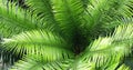 Green cycadales leaf in forest like background