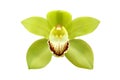 Green Cymbidium Orchid Flower Isolated on White Background Royalty Free Stock Photo