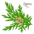 Green cypress branch with cones. Cypress twig with growing cones isolated on white background. Cupressus.Eps 10 Royalty Free Stock Photo