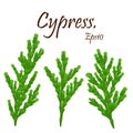 Green cypress branch with cones. Cypress twig with growing cones isolated on white background. Cupressus.Eps 10 Royalty Free Stock Photo