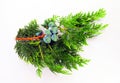 Green cypress branch with young blue cones isolated on white Royalty Free Stock Photo