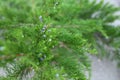 Cypress bushes grow in the street in summer