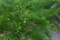 Green cypress bushes grow in the street in summer