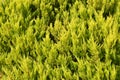 Green cypress