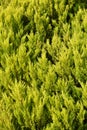 Green cypress