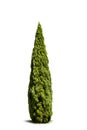 Green cypress isolated on white background Royalty Free Stock Photo