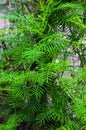 Green cypress vine tree or star glory plant growing in the garden. Fresh leaves of ipomoea quamoclit, cypress vine morning glory Royalty Free Stock Photo