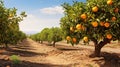 green cyprus citrus groves Royalty Free Stock Photo