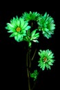 Green Daisy Floral Arrangement