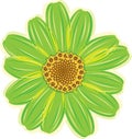 Green daisy flower