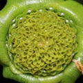 Green Daisy flower bud internal details