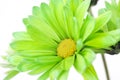 Green Daisy Flower Close-up