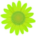 Green Daisy flower