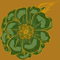 Green daisy flower isolated on dark yellow background Royalty Free Stock Photo