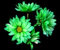 Green Daisy Macro