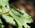 Green Damselfly 2